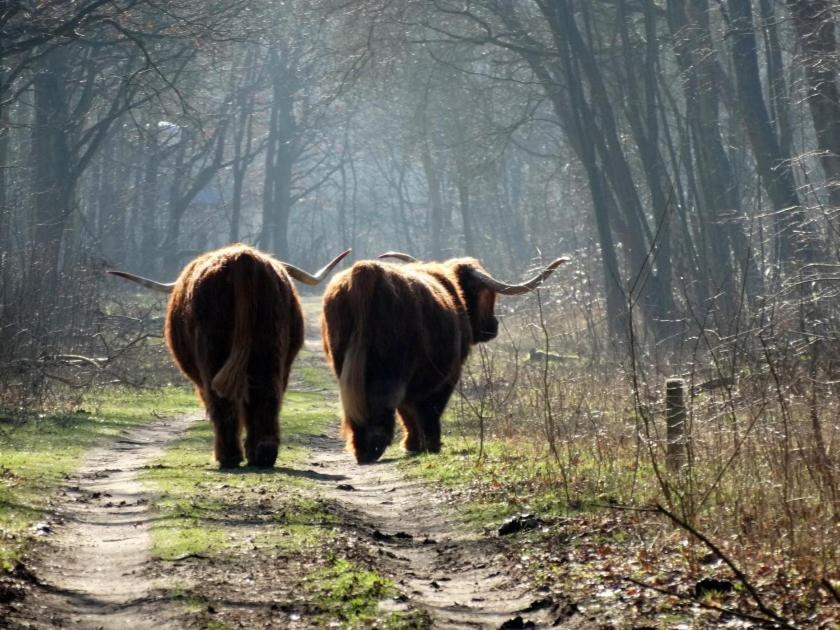 Slapen Bij De Buurvrouw Panzió Castricum Kültér fotó